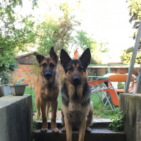 Photo #275461 de Renard