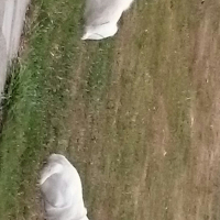 Photo #275619 de Babouchka