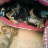 Sieste entre copains