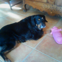 Photo #275650 de Shadow