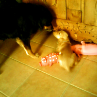 Photo #275651 de Shadow