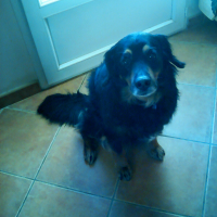 Photo #275656 de Shadow