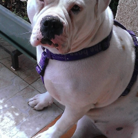 Photo #275713 de lady