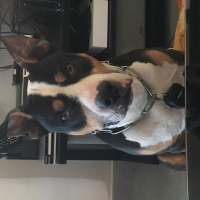Photo #275721 de Apis