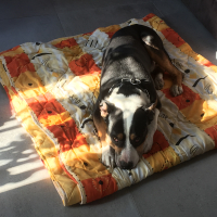 Photo #275724 de Apis