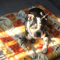 Photo #275725 de Apis
