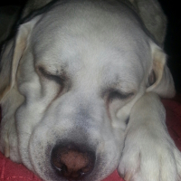 Photo #275736 de Lucky 