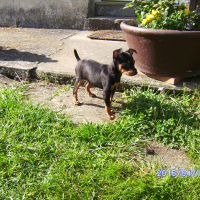 Photo #275775 de loulou