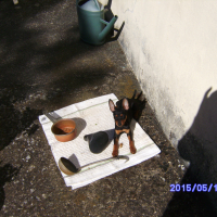 Photo #275776 de loulou