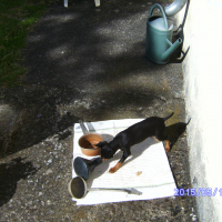 Photo #275777 de loulou