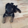 German sheperd puppy