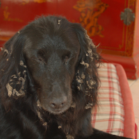 Photo #275974 de Marley
