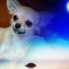 milly10 mois