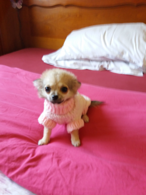 milly 3 mois - Chihuahua