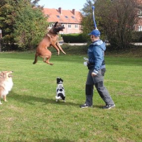 Photo #276011 de Rex