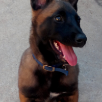Photo #276034 de Volka