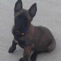 Photo #276035 de Volka