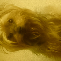 Photo #276053 de Tobie