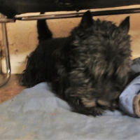 Photo #276063 de ozzi