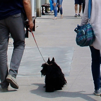 Photo #276065 de ozzi