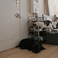 Photo #276068 de ozzi