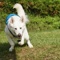 Photo #276074 de Shan