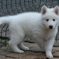 Photo #276078 de Adadjo