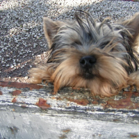Photo #276083 de pisani Hugo