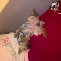 Photo #276085 de pisani Hugo