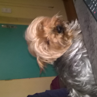 Photo #276087 de pisani Hugo