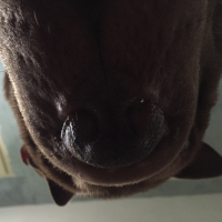 Photo #276139 de Ace