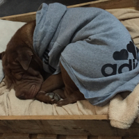 Photo #276141 de Ace
