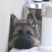 Photo #276193 de Mahlkow Coup de Coeur