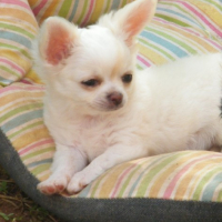 Photo #276223 de Chipie