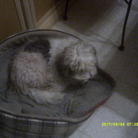 Photo #276323 de PIF