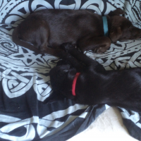 Photo #276371 de Laika
