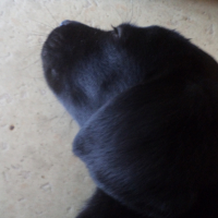 Photo #276372 de Laika