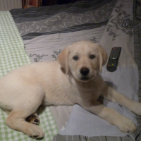 Photo #276388 de junior