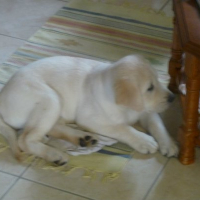 Photo #276389 de junior