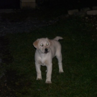 Photo #276390 de junior