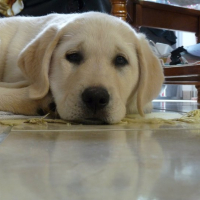 Photo #276394 de junior