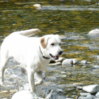 Photo #276400 de junior
