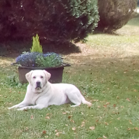 Photo #276403 de junior