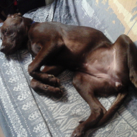 Photo #276492 de Noisette 