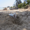 se défoule sur le sable j'adore