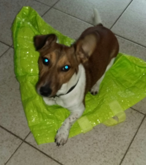Caramel - Jack Russell Terrier