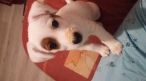 Chipie plienne de yaourt sur le nez - Jack Russell Terrier