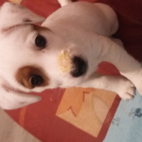 Chipie plienne de yaourt sur le nez