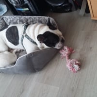 Chipie et sont ancien copain il ses sauver et n'est jamais revenu malheureusement