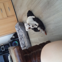 La folle